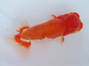 玉野錦鱗会　四席　小方寛治　玉野市