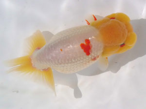 玉野錦鱗会　五席　渡辺定夫　岡山市