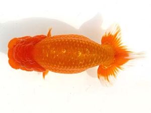 天狗會　東大関　斎藤嘉津雄　さいたま