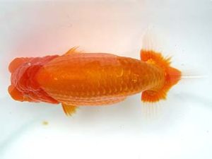 天狗會　立行司　青木三吉　青梅