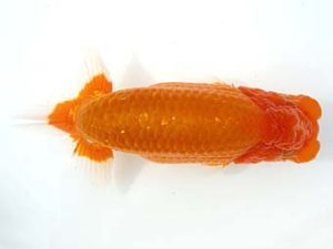 天狗會　取締一　中村芳雄　松伏