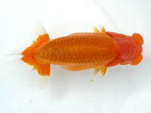 天狗會　取締二　吉岡眞一　瑞穂