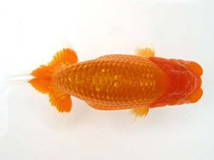 天狗會　東大関　平川あゆみ　ふじみ野