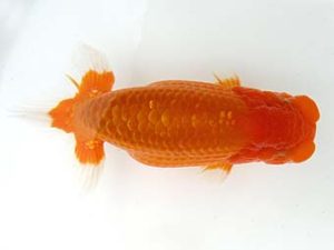 天狗會　西大関　青木三吉　青梅