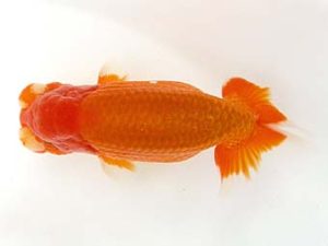 天狗會　立行司　今井孝徳　川越