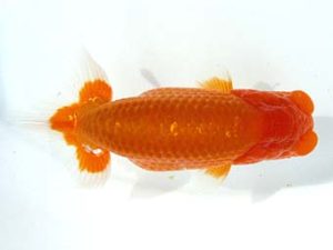 天狗會　取締一　町田 伸　鶴ヶ島