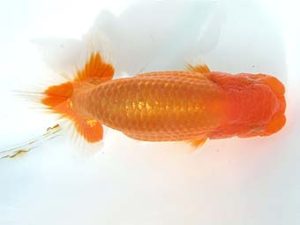 天狗會　取締二　伊藤彰輝　川越