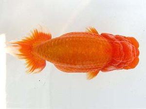 天狗會　立行司　斎藤嘉津雄　さいたま