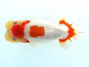 天狗會　取締二　中村芳雄　松伏