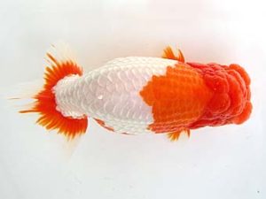 天狗會　東大関　青木三吉　青梅