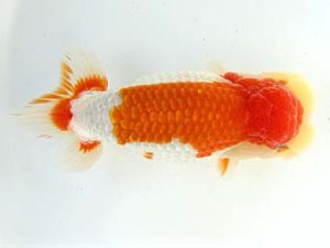 天狗會　西大関　一戸勇三　前橋