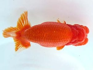 天狗會　立行司　青木三吉　青梅