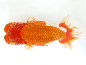 天狗會　取締一　一戸勇三　前橋