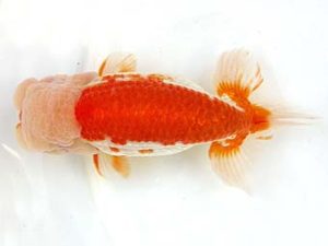 天狗會　取締二　町田 伸　鶴ヶ島