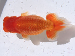 土佐らんちゅう愛好会　西大関　中居正二