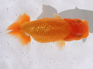 土佐らんちゅう愛好会　立行司　井上　隆