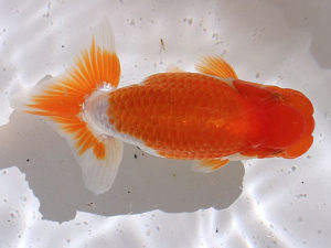 土佐らんちゅう愛好会　東取締　矢本貞雄