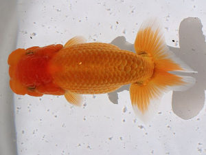 土佐らんちゅう愛好会　西取締　井上　隆