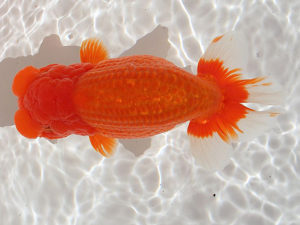 土佐らんちゅう愛好会　東大関　川村和己