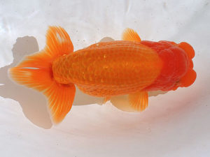 土佐らんちゅう愛好会　西大関　谷澤清隆
