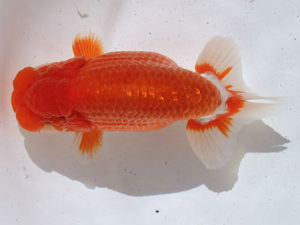 土佐らんちゅう愛好会　立行司　市川正二