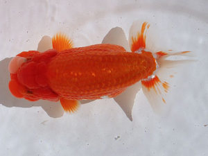 土佐らんちゅう愛好会　東取締　矢本貞雄