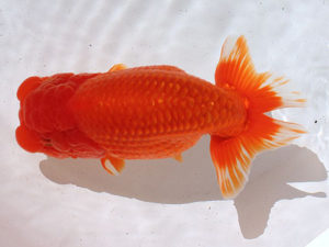 土佐らんちゅう愛好会　西取締　谷澤清隆