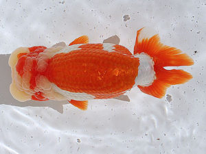 土佐らんちゅう愛好会　東大関　谷澤清隆