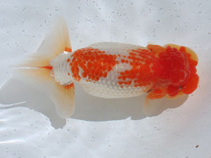 土佐らんちゅう愛好会　西大関　石村俊夫