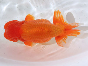 土佐らんちゅう愛好会　立行司　石川佳二