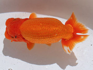 土佐らんちゅう愛好会　東取締　谷澤清隆