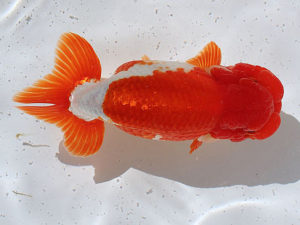 土佐らんちゅう愛好会　西取締　寒川秀春