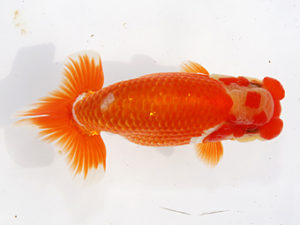 津島愛錦クラブ　東大関　沢田光孝　半田市