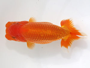 津島愛錦クラブ　西大関　伊藤孝広　犬山市