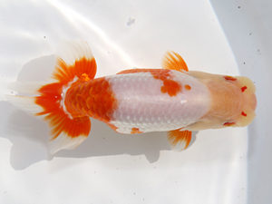 津島愛錦クラブ　立行司　伊藤孝広　犬山市