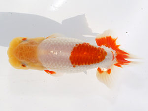 津島愛錦クラブ　取締一　川口　功　あま市