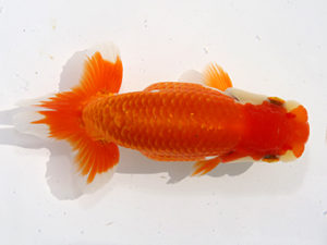 津島愛錦クラブ　取締二　山田重夫　愛西市