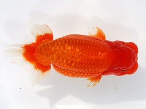 津島愛錦クラブ　東大関　伊藤勝敏　津島市