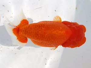 津島愛錦クラブ　立行司　植田春寿　稲沢市