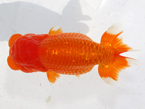 津島愛錦クラブ　取締一　伊藤高宏　名古屋市