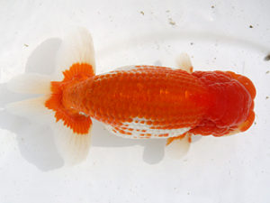 津島愛錦クラブ　東大関　渡邊昭彦　養老町