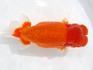 津島愛錦クラブ　西大関　伊藤勝敏　津島市