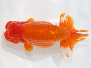 津島愛錦クラブ　立行司　船川光一　京都市