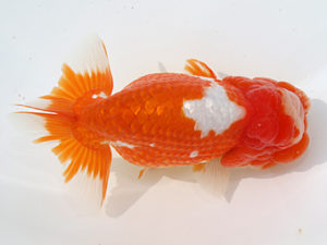 津島愛錦クラブ　取締一　三村和一　津市