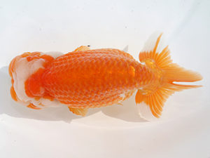 津島愛錦クラブ　取締二　浅野昌明　羽島市