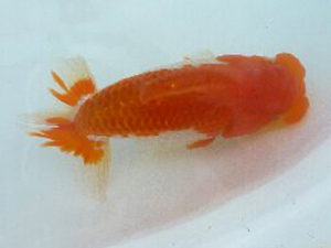 第49回焼津らんちう会品評大会　東大関　鈴木正義　静岡市