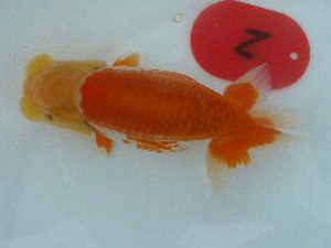 第49回焼津らんちう会品評大会　西大関　小澤忠幸　沼津市