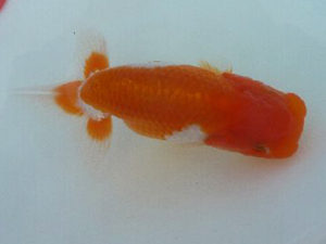 第49回焼津らんちう会品評大会　立行司　鈴木克己　浜松市