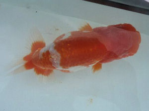 第49回焼津らんちう会品評大会　東取締　松田力三　浜松市