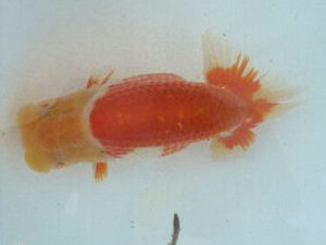 第49回焼津らんちう会品評大会　西取締　小澤忠幸　沼津市